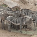 321-0837 Safari Park - Grevy's Zebras